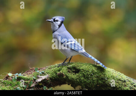 A blue jay Cyanocitta cristata perching on a mossy branch in Fall Stock Photo