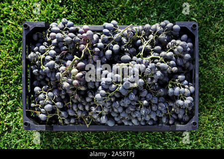 Baskets of Ripe bunches of black grapes outdoors. Autumn grapes harvest in vineyard on grass ready to delivery for wine making. Cabernet Sauvignon
