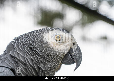 Close up low angle view of African Grey Gray Parrot showing head plumage feathers eyes and beak Stock Photo