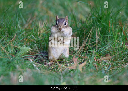 An eastern chipmunk standing in grass with cheeks full of food to store away for winter