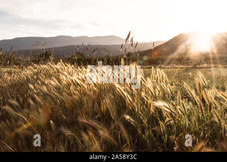 Afternoon sun shining through fields of wheat with mountains in the background Stock Photo