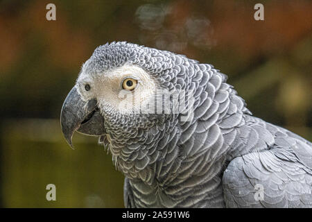 Close up low angle view of African Grey Gray Parrot showing head plumage feathers eyes and beak Stock Photo