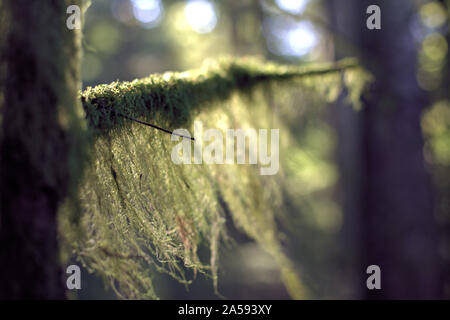 An artistic closeup of old man's beard lichen (a species of Usnea) covering a tree branch, in the morning light of autumn, in the Pacific Northwest (B Stock Photo