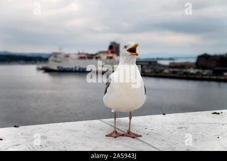 A seagull in Oslo Stock Photo