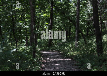 A forest photo in Winterset's City Park with dappled sunlight filtering through the tree canopy. Stock Photo
