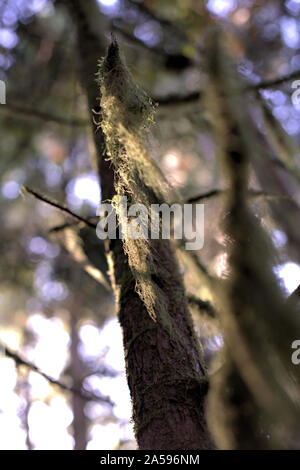 An artistic closeup of old man's beard lichen (a species of Usnea) covering a tree branch, in the morning light of autumn, in the Pacific Northwest (B Stock Photo