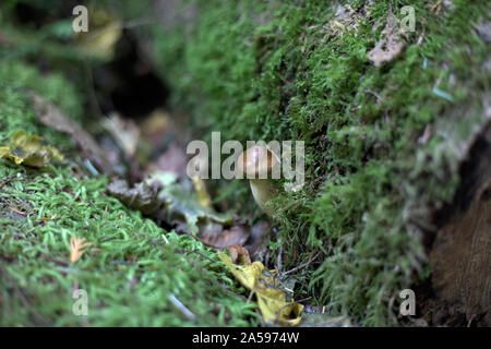 A young unknown wild mushroom with a convex brown cap and yellow stem, growing on a dead log covered in green moss,  in a forest near Howe Sound, BC Stock Photo