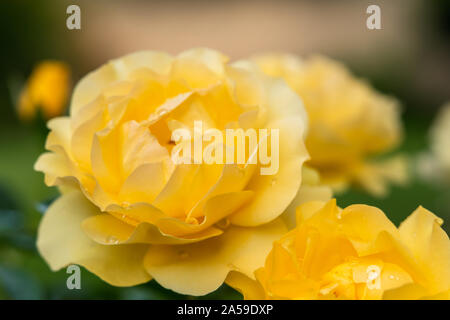 Roses. Beautiful yellow roses with drops of water in the garden, soft green background Stock Photo