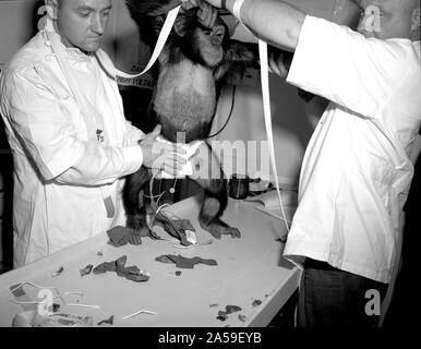 Chimpanzee 'Ham' being assisted into 'spacesuit' prior to the Mercury-Redstone 2 (MR-2) test flight which was conducted on Jan. 31, 1961.