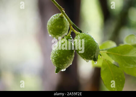 Green fresh lime hanging on tree with rain drops, closeup Stock Photo