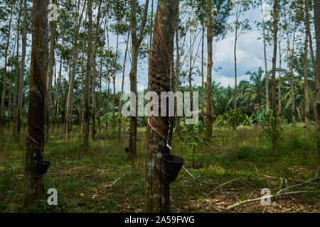 Rubber trees, dripping latex, stand in front of an oil palm grove. The oil palm trees produce seeds that are pressed for palm oil, Malaysia's biggest Stock Photo