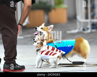 October 18, 2019, Tokyo, Japan: Canine pets can be seen wearing wearing 'The Brave Blossoms'' jersey and hovering in front of the Tokyo stadium in Japan. Japan is the host country of the Rugby World Cup 2019. The fievre of the cup celebration and atmosphere can be seen around the host country. The Japanese Rugby team will face South Africa this Sunday in an event that already puts the Japanese Rugby team in the sights of the world as one of the favorite teams. Photo taken on October 19, 2019. Photo by: Ramiro Agustin Vargas Tabares (Credit Image: © Ramiro Agustin Vargas Tabares/ZUMA Wire) Stock Photo