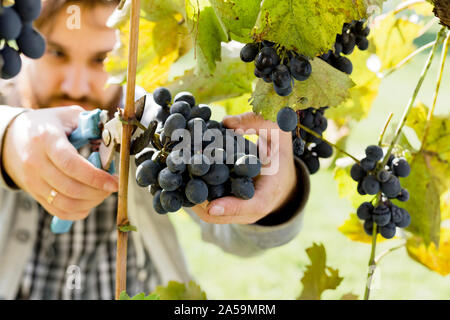 Man crop ripe bunch of black grapes on vine. Male hands picking Autumn grapes harvest for wine making In Vineyard. Cabernet Sauvignon, Merlot, Pinot Stock Photo