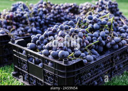 Baskets of Ripe bunches of black grapes outdoors. Autumn grapes harvest in vineyard on grass ready to delivery for wine making. Cabernet Sauvignon