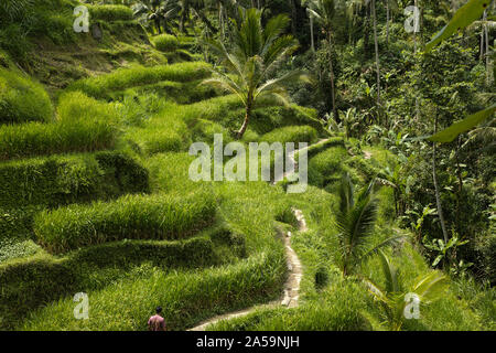 The beautiful Tegalallang rice terraces near the cultural town of Ubud in Bali Stock Photo