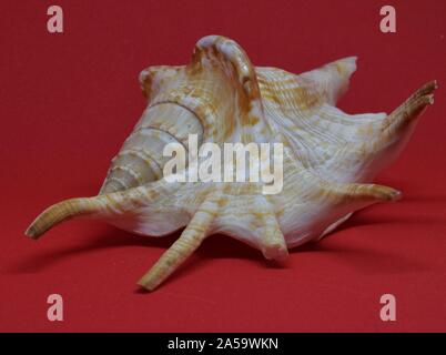 Sea shell front view on red background Stock Photo