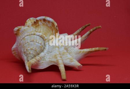 Sea shell front view on red background Stock Photo