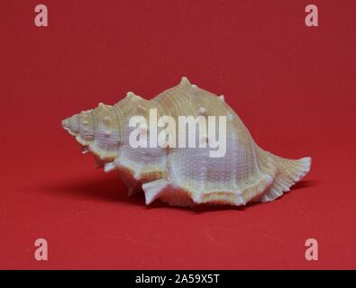 Small seashell side view on red background Stock Photo