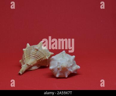 Two seashells together on red background Stock Photo