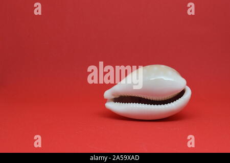 Small sea shell seashells side view on red background Stock Photo
