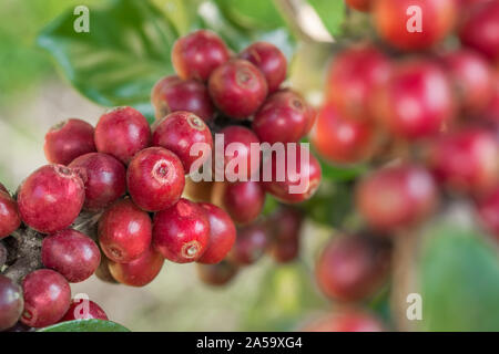 Coffee beans ripening on a tree Stock Photo