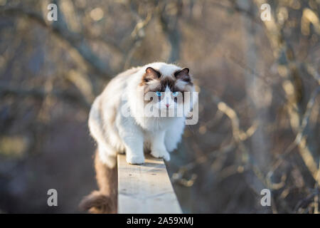 A beautiful young bicolor Ragdoll cat balancing on a porch railing. The cat is brown and white with blue eyes. Branches in a big tree are defocused in Stock Photo