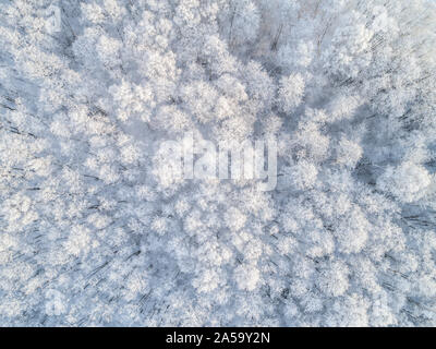 A scandinavian snowy forest seen from above , drone perspective. The tree branches are covered in newly fallen snow and the ground is white as well. Stock Photo