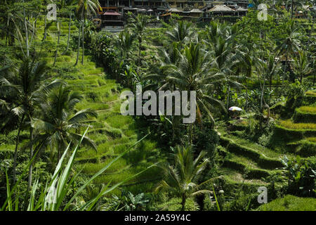 The beautiful Tegalallang rice terraces near the cultural town of Ubud in Bali Stock Photo