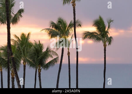 Sunset through tops of palm trees on Maui, Hawaii seen from balcony room at the Grand Wailea Hotel Stock Photo