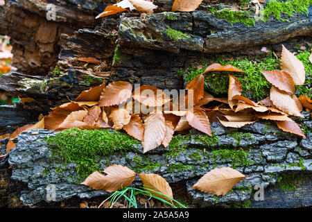 Some leaves are on an old log in a park during autumn. Stock Photo