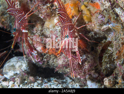 Camel hinge-beak shrimp or Dancing shrimp (Rhynchocinetes durbanensis) on the reef. Transparent body with red and white lines. Stock Photo