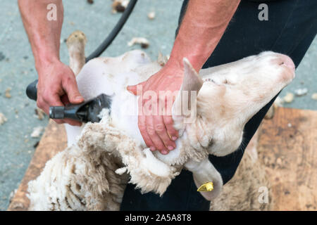 Savognin, GR / Switzerland, - 12 October, 2019: detailed view of sheep farmer shearing sheep for their wool Stock Photo