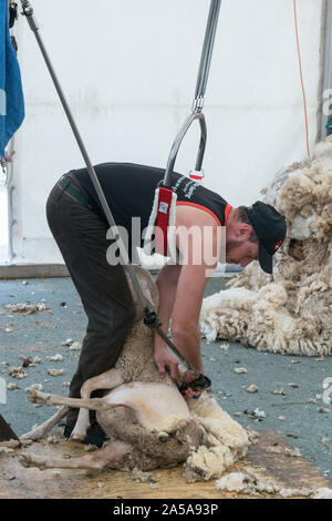 Savognin, GR / Switzerland, - 12 October, 2019: detailed view of sheep farmer shearing sheep for their wool Stock Photo