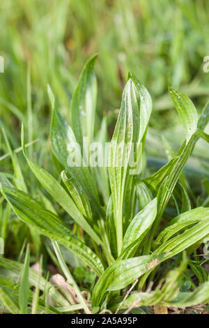 (Plantago lanceolata) Sptzwegerich in the meadow Stock Photo