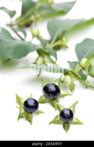 Belladonna (Belladonna) - berries ago Tree branch with leaves Stock Photo
