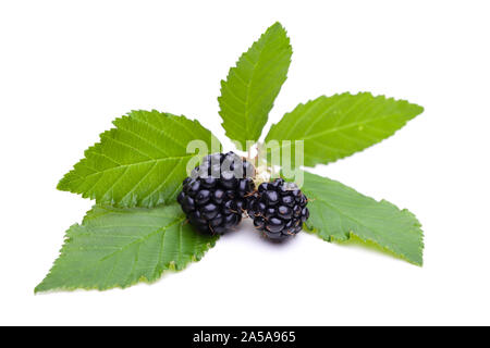 Blackberry (Rubus fruticosus) on a white background Stock Photo