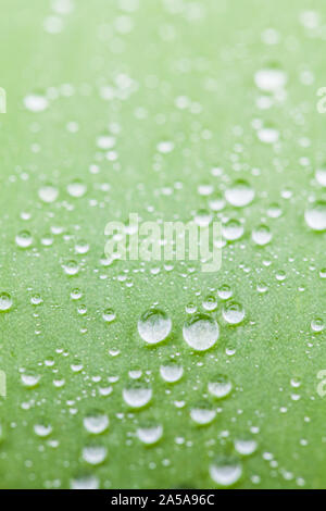 Drops on an aloe vera leaf Stock Photo