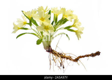 healing plants: Primrose (primula vulgaris) Whole plant on white background Stock Photo