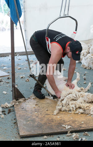 Savognin, GR / Switzerland, - 12 October, 2019: detailed view of sheep farmer shearing sheep for their wool Stock Photo