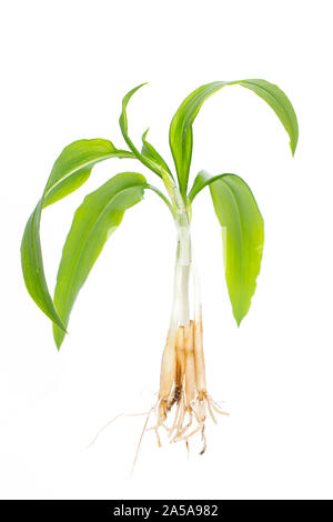 healing plants: Ramsons (Allium ursinum) Whole plant in front of white background Stock Photo