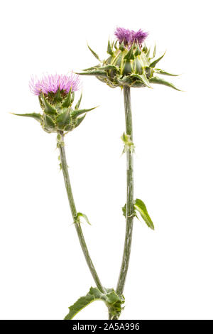 Milk thistle (Silybum marianum) flowers and stalks Stock Photo