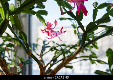 Indoor plant schlumbergera. Houseplant dekabrist blooms. A flower on the windowsill. Stock Photo