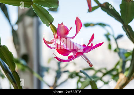 Indoor plant schlumbergera. Houseplant dekabrist blooms. A flower on the windowsill. Stock Photo