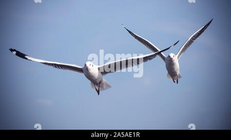 Closeup image of two seagulls flying in the blue sky Stock Photo