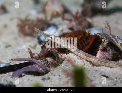 Longsnout pipefish (Syngnathus temminckii) on the ocean floor side view. Stock Photo