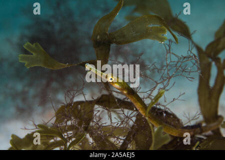 Longsnout pipefish (Syngnathus temminckii) on the ocean floor side view. Stock Photo