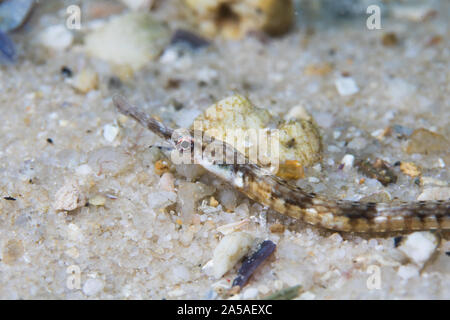 Longsnout pipefish (Syngnathus temminckii) on the ocean floor side view. Stock Photo