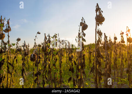 Vintage withered sunflowers in the summer field Stock Photo