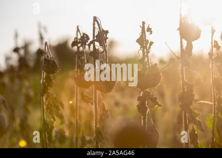 Vintage withered sunflowers in the summer field Stock Photo