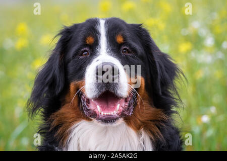 Portrait of a Bernese Mountain Dog (Berner Sennenhund) Stock Photo